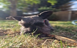 Miniature Schnauzer dogs for sale: Shadow - Image 5