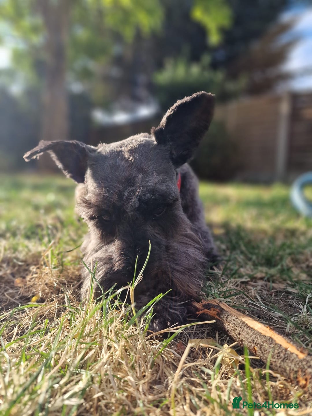 Miniature Schnauzer dogs for sale: Shadow - Image 5