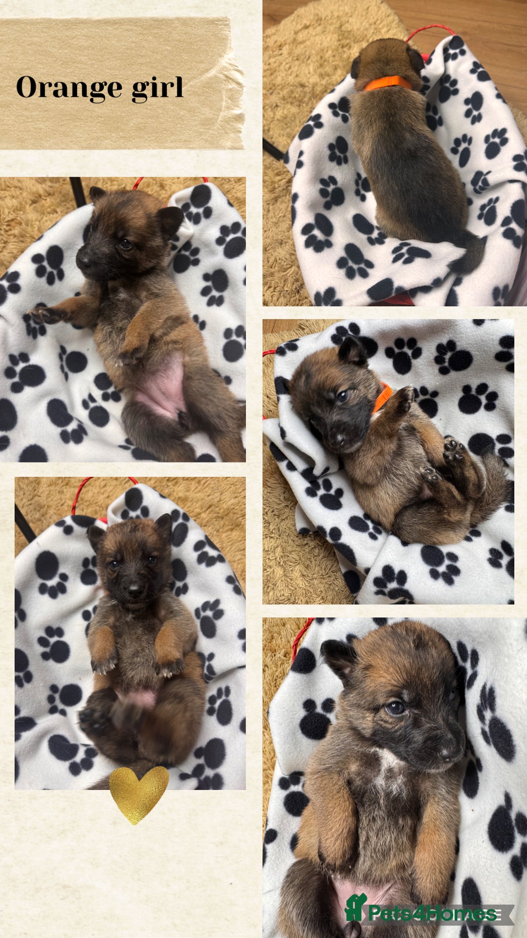 Belgian Shepherd Dog dogs for sale: 🐾 Belgian Malinois x Dutch Herder Puppies 🐾 - Image 8