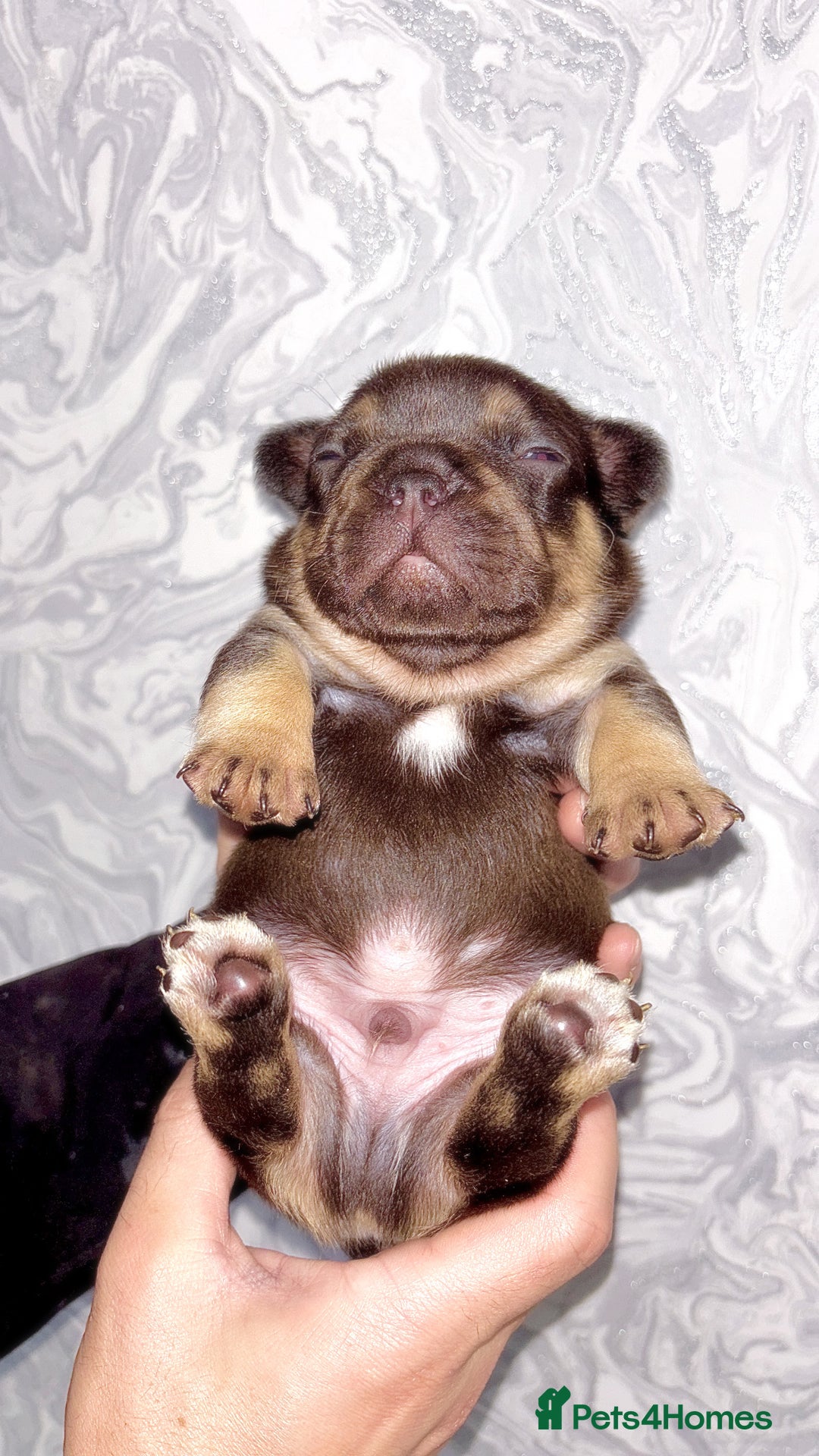 French Bulldog dogs for sale: 🤎🐻 Beautiful Quality Baby Dogs 🐻🤎 - Advert 3