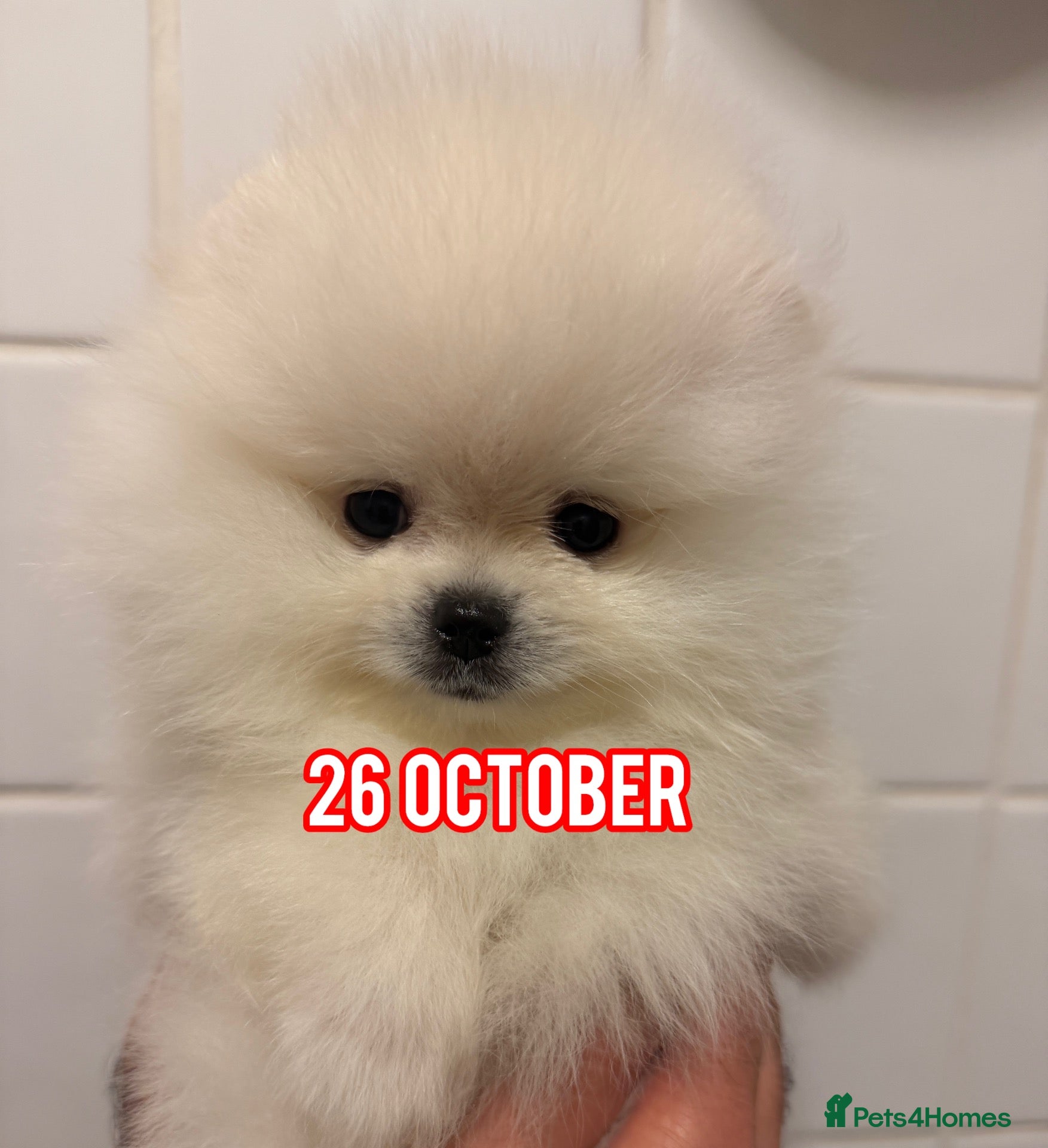 Pomeranian dogs for sale: Beautiful White/Cream Pomeranian Puppies - Advert 1