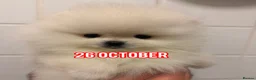 Pomeranian dogs for sale: Beautiful White/Cream Pomeranian Puppies - Advert 1