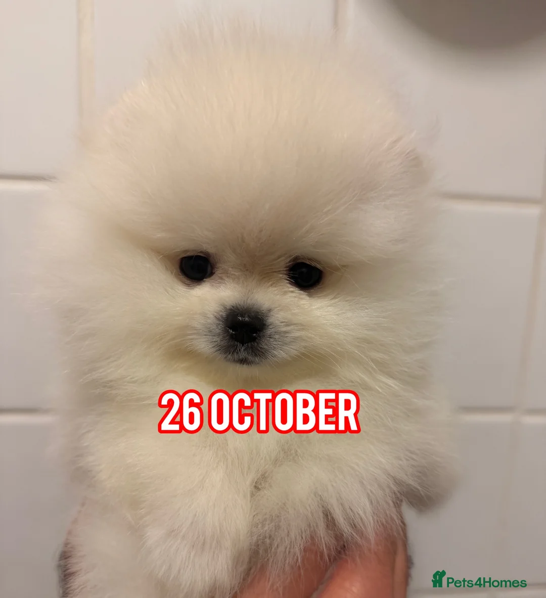 Pomeranian dogs for sale: Beautiful White/Cream Pomeranian Puppies - Advert 1