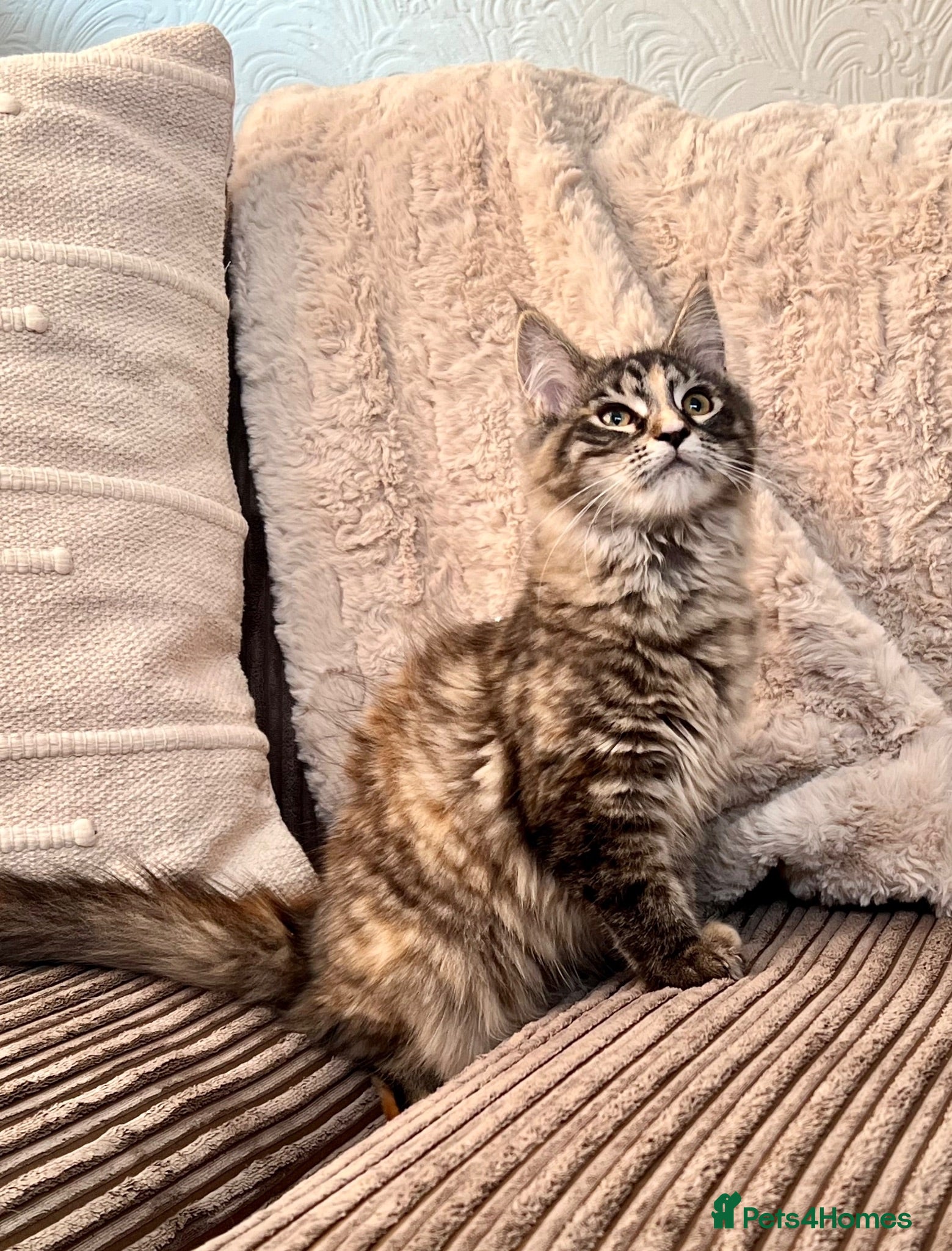 Maine Coon cats Maine Coon Kittens - Advert 1