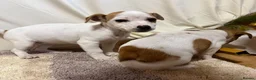 Jack Chi dogs for sale: Beautiful Jack Chi puppies for sale  in Leighton Buzzard - Advert 5