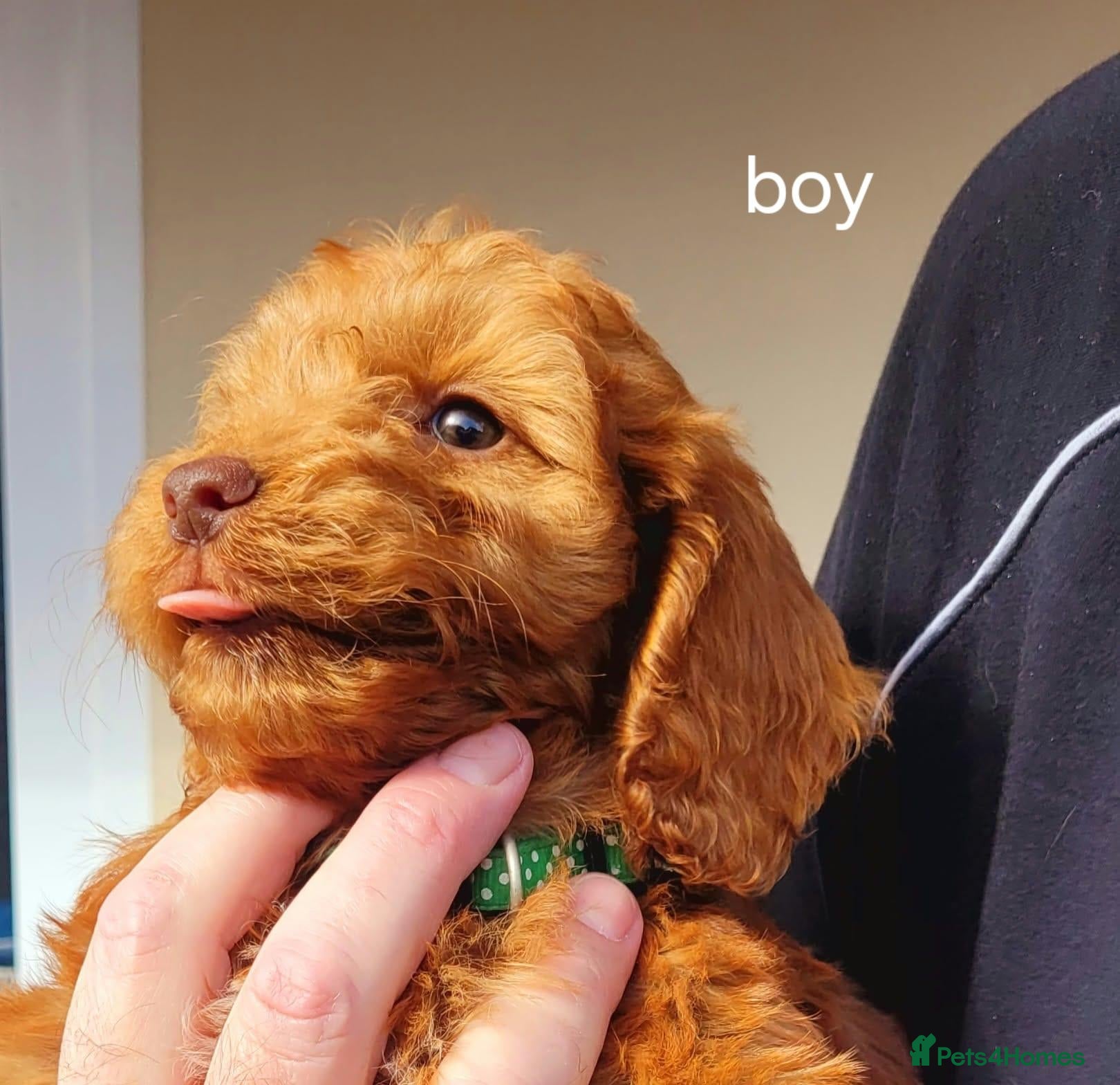 Cockapoo dogs RED SHOW COCKAPOO PRA CLEAR - Advert 1
