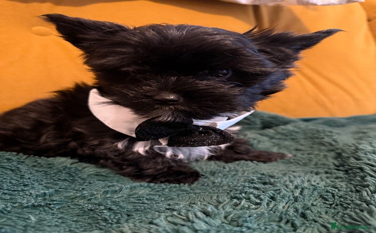 Yorkshire Terrier dogs Unique Yorkshire terrier Black Biewer Ready To GO - Advert 3