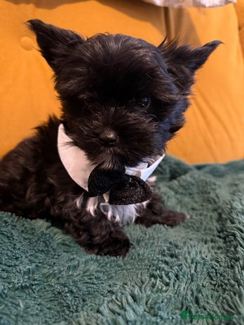 Yorkshire Terrier dogs Unique Yorkshire terrier Black Biewer Ready To GO - Advert 3