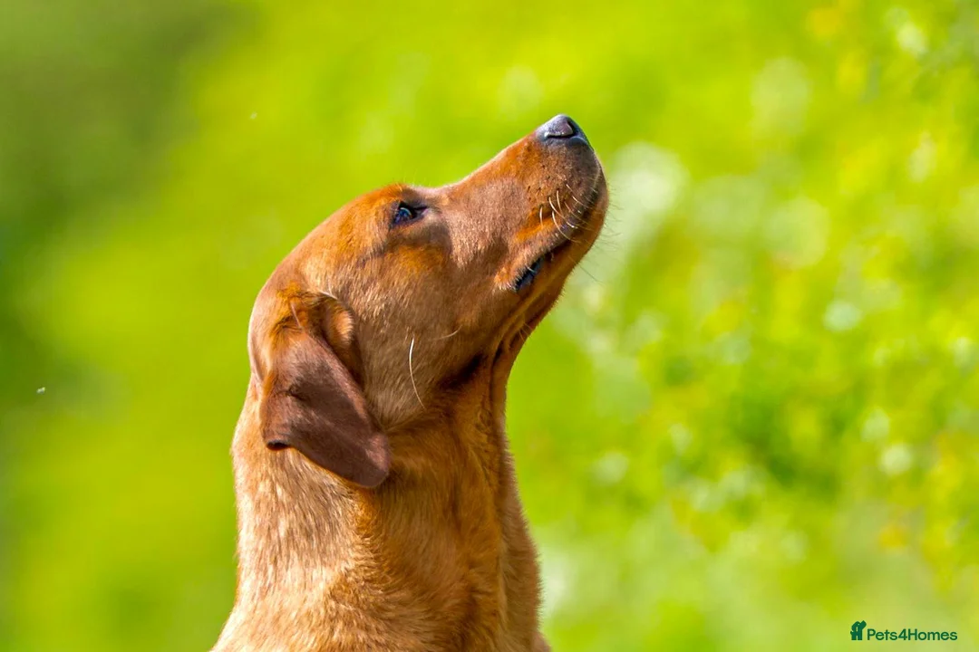 Labrador Retriever dogs for stud: Kc Regestered fully health tested labrador stud in Newark - Advert 14