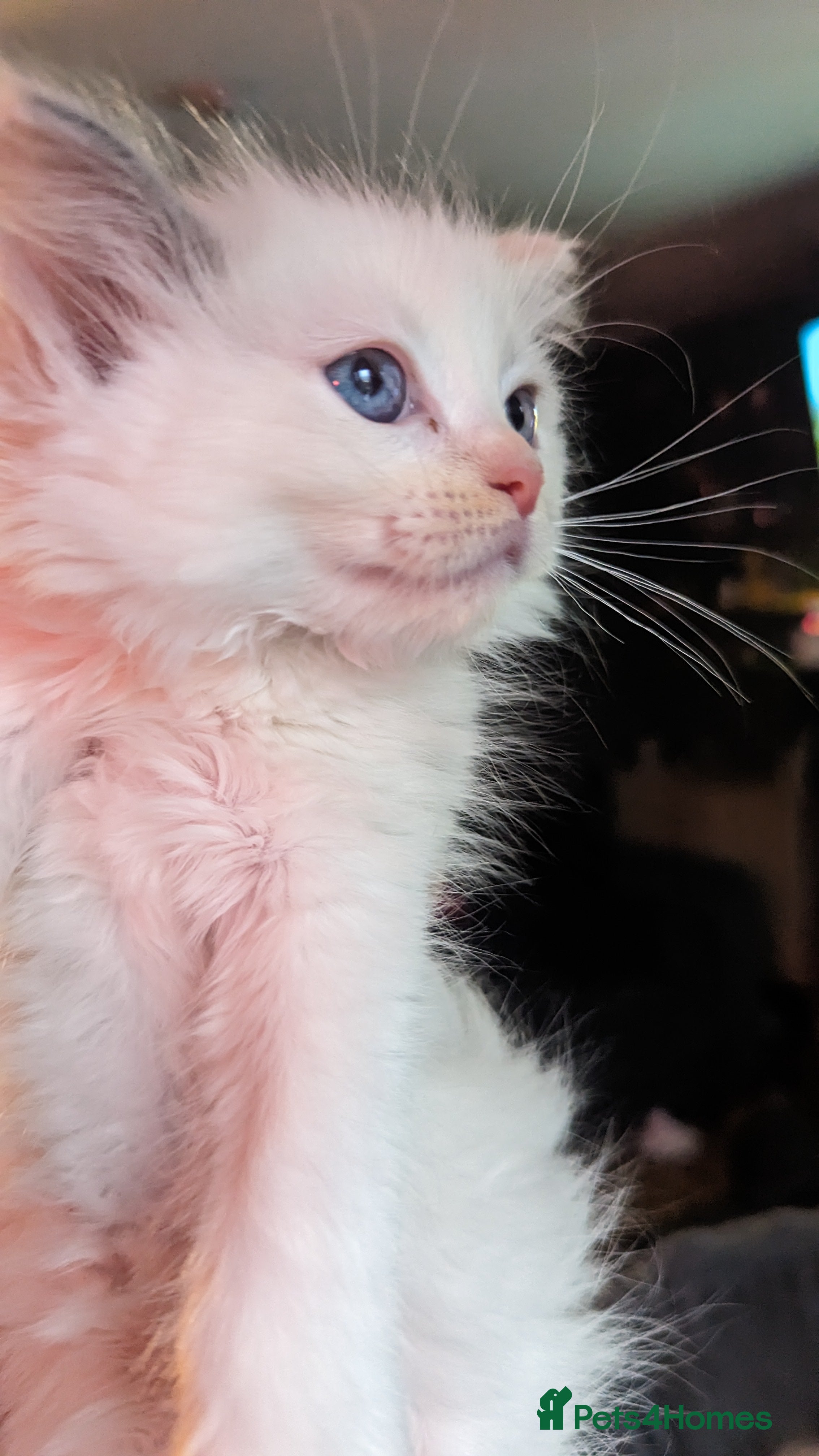 Ragdoll cats Beautiful ragdolls looking for their new families - Advert 4