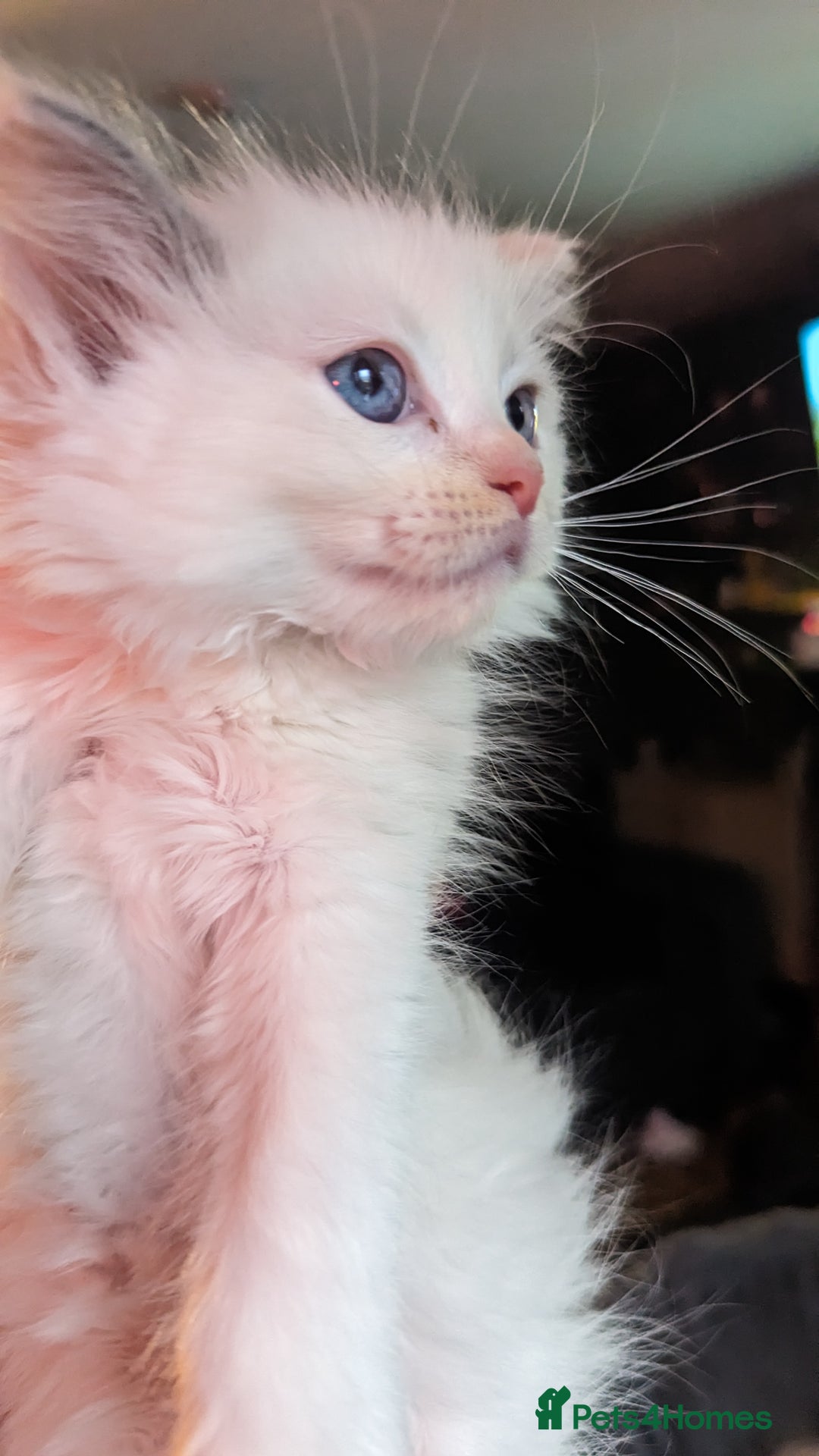 Ragdoll cats for sale: Beautiful ragdolls looking for their new families - Advert 1