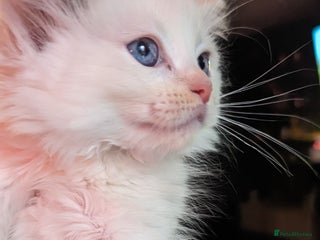 Ragdoll cats Beautiful ragdolls looking for their new families - Advert 4