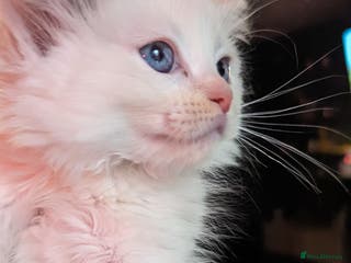 Ragdoll cats Beautiful ragdoll, only one left. - Advert 8