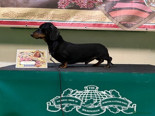 Miniature Dachshund dogs - Advert 16