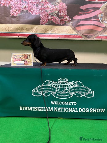 Miniature Dachshund dogs - Advert 6