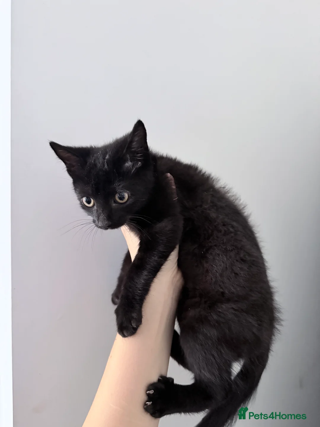 Mixed Breed cats for sale: 2 kittens looking for loving home 🐾 - Advert 5