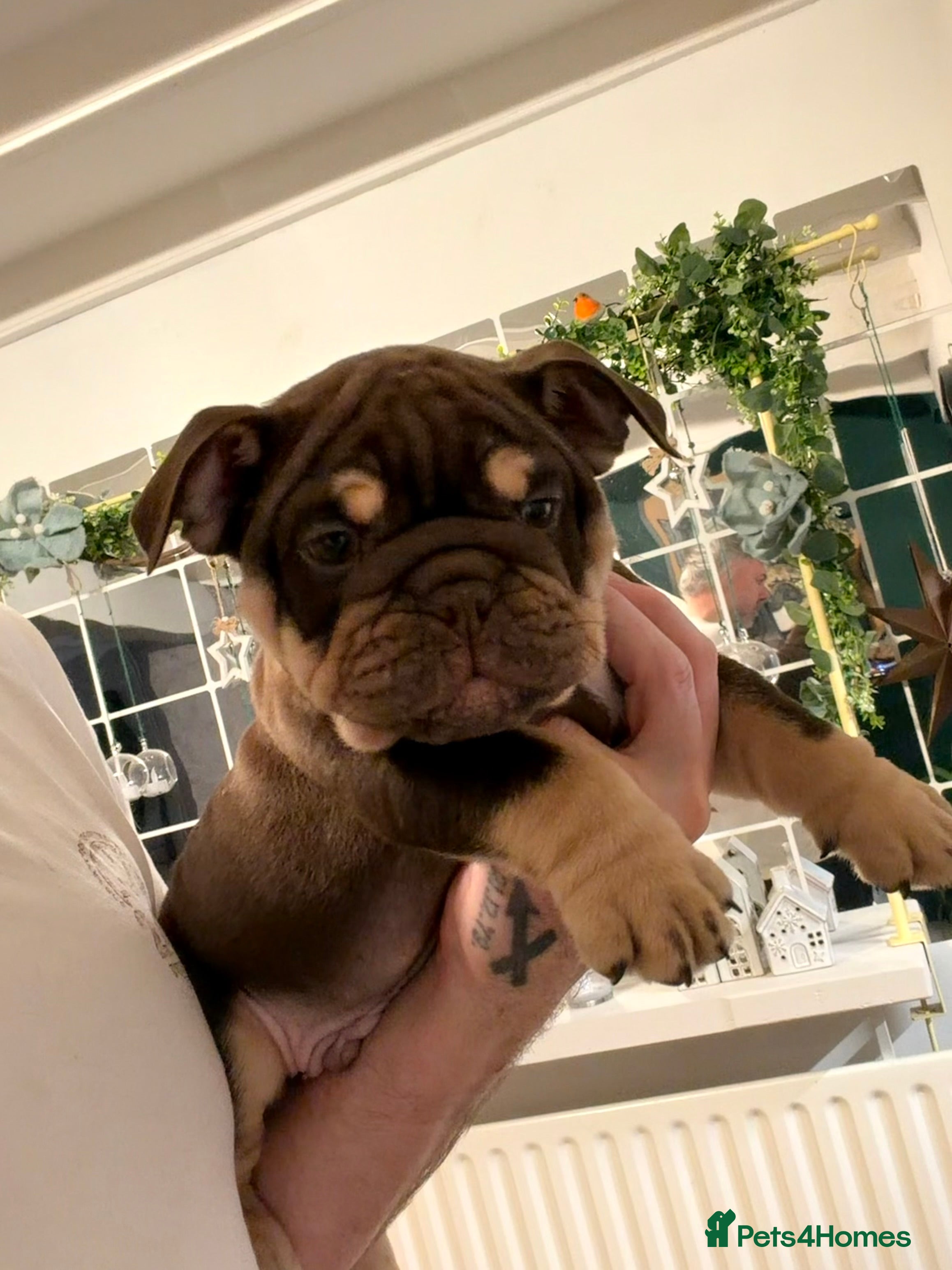 English Bulldog dogs 🏆 Elite KC English Bulldog Puppies – Swansea 🏆 - Advert 18