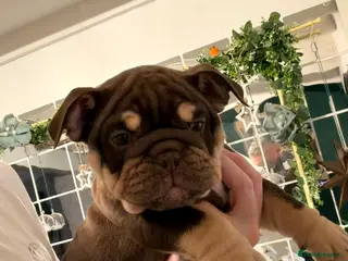 English Bulldog dogs 🏆 Elite KC English Bulldog Puppies – Swansea 🏆 - Advert 18