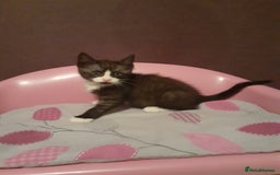 Mixed Breed cats for sale: 2x Vaccinated Kittens  - Image 2