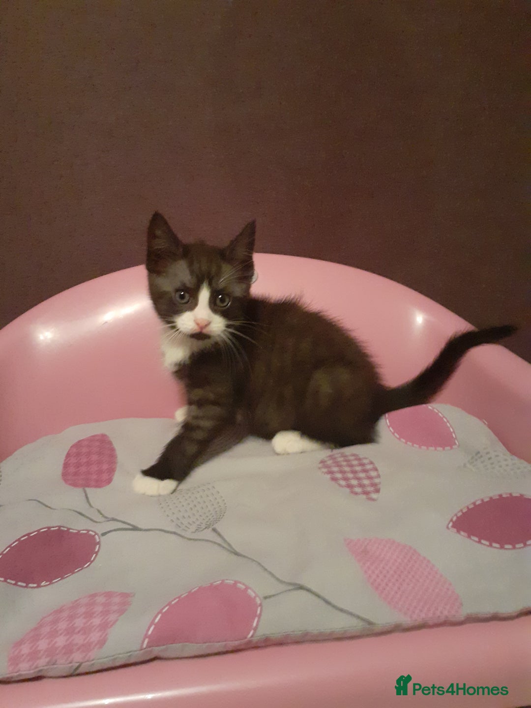 Mixed Breed cats for sale: 2x Vaccinated Kittens  - Image 2
