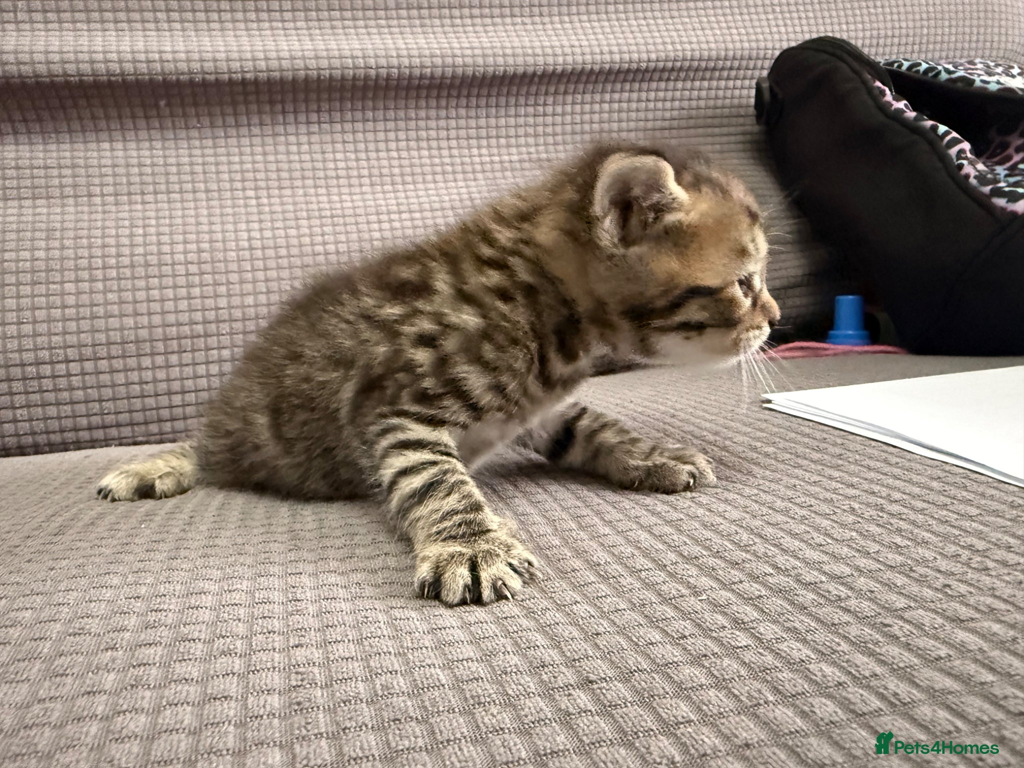 Mixed Breed cats for sale: Beautiful little kittens for sale - Advert 7