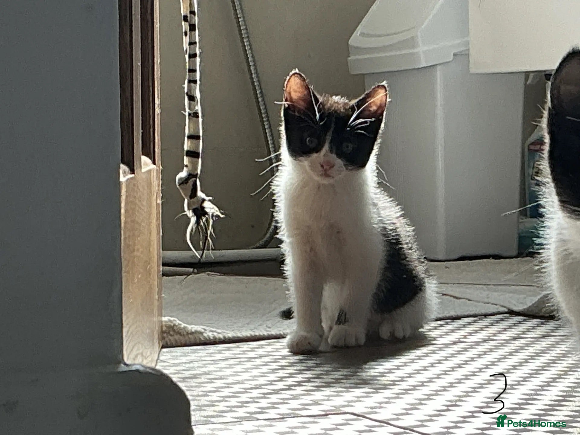 Mixed Breed cats Kitten x4 black and white £50 ono - Advert 2
