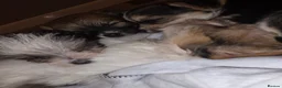 Chorkie dogs for sale:  **  Chorkie puppies in Towcester - Advert 4