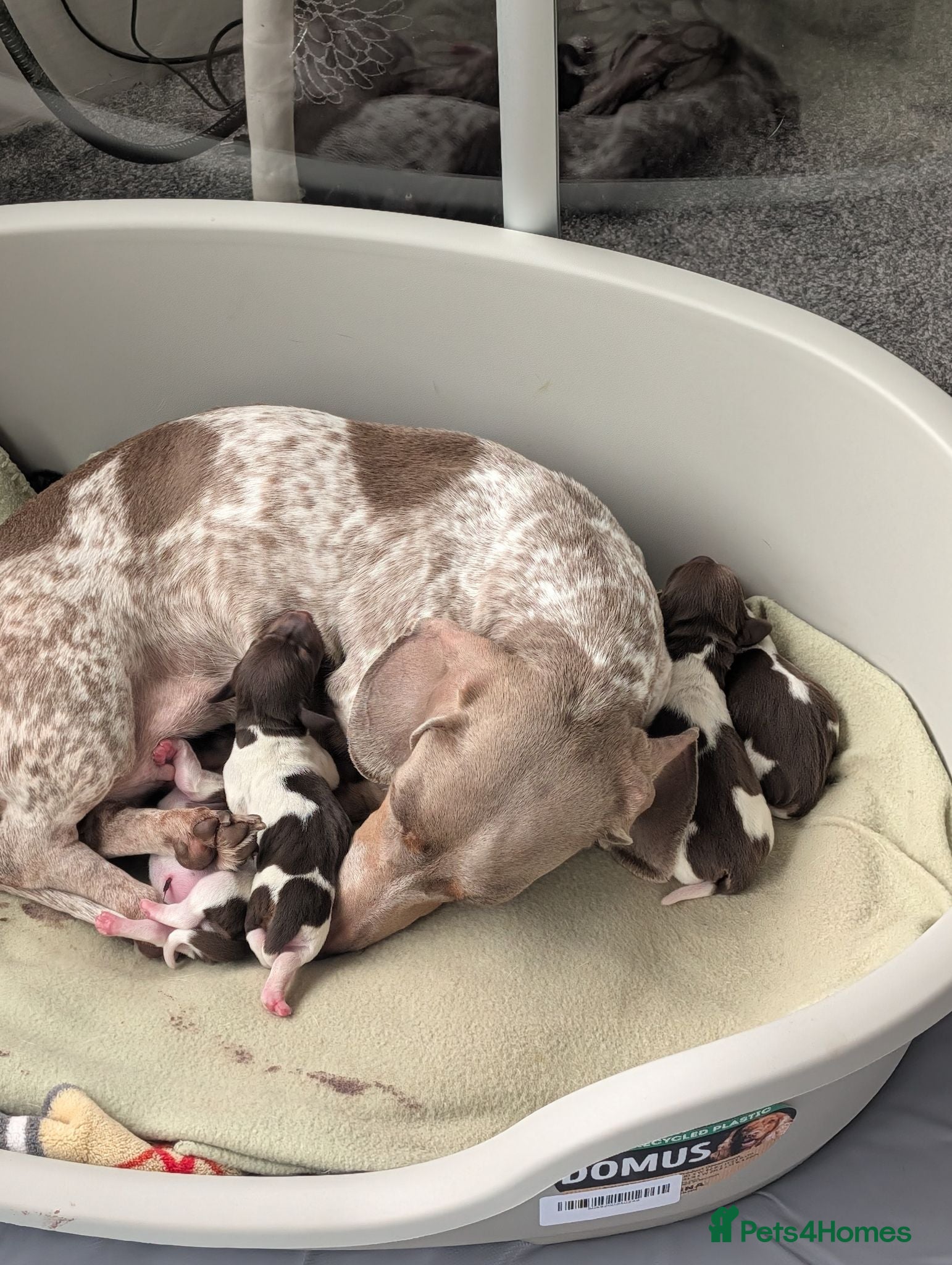 Miniature Dachshund dogs Miniature dachshund puppies KC registered  - Advert 2