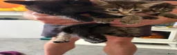 Mixed Breed cats for sale: Ragdoll cross kittens  - Advert 3