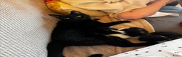 Mixed Breed cats for sale: Female Kittens - Advert 2