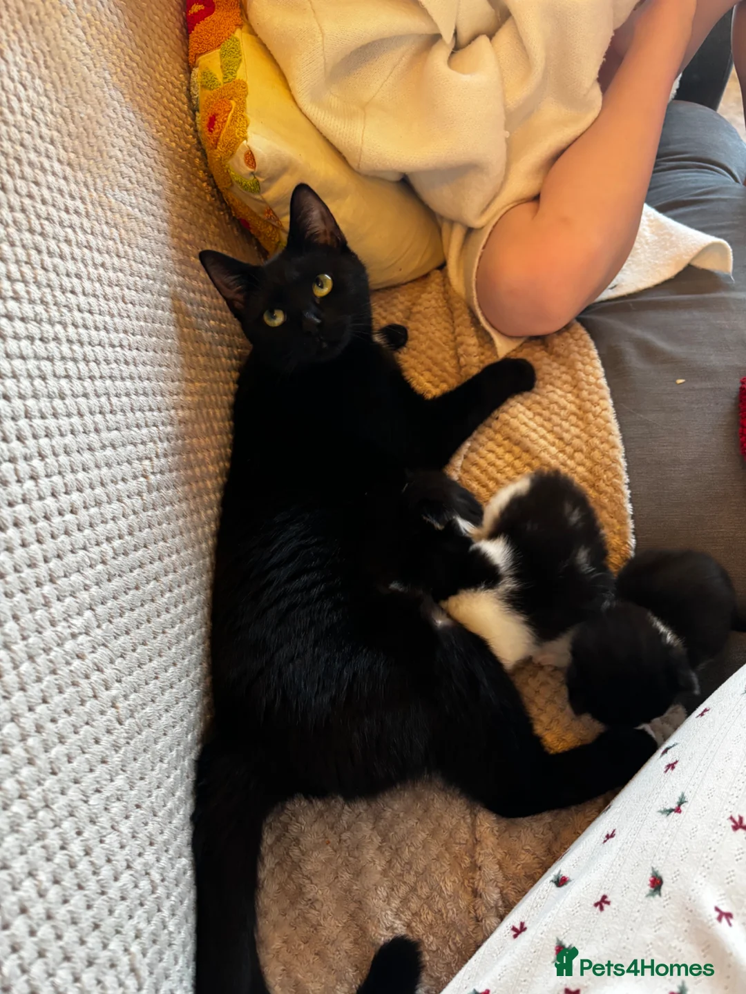 Mixed Breed cats for sale: Female Kittens - Advert 2
