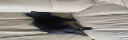 Mixed Breed cats for sale: 2 gorgeous kittens for rehoming in Doncaster - Advert 4