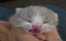 British Shorthair cats for sale: TICA reg British shorthair and longhair kittens - Image 4