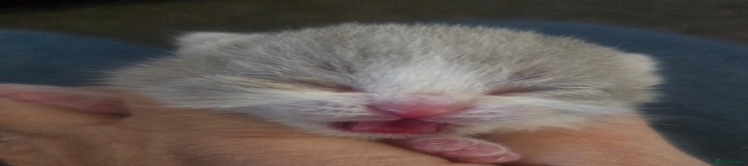 Lilac and white male