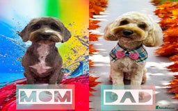 Cockapoo dogs for sale: Cockapoo F2 beautiful puppies ready to go  - Image 6