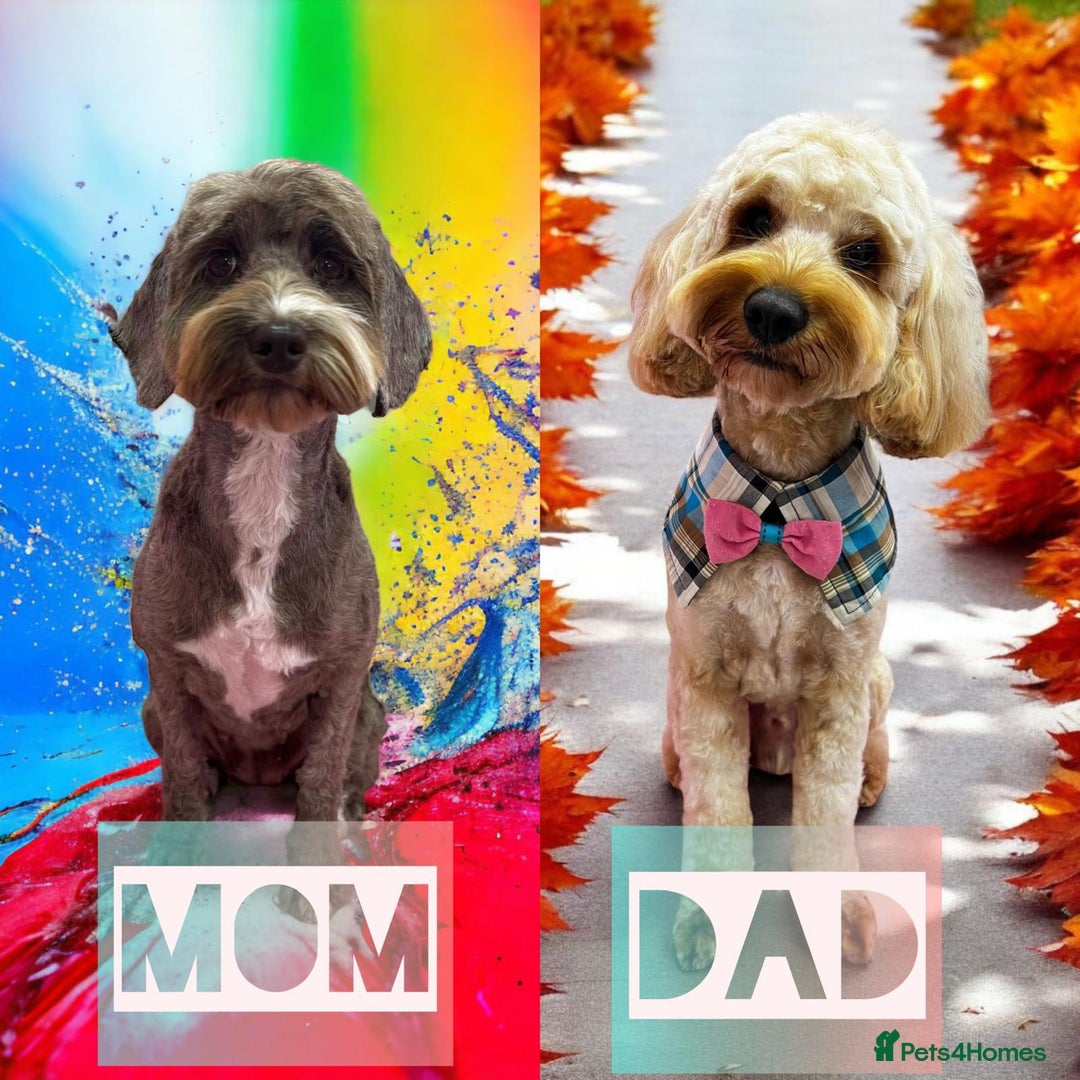 Cockapoo dogs for sale: Cockapoo F2 beautiful puppies ready to go  - Image 6