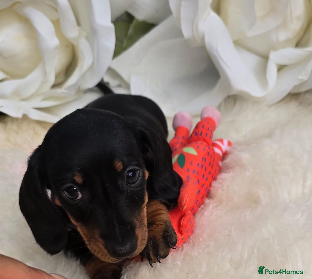 Dachshund dogs for sale: READY NOW LAST PUPPY  miniature dachshund puppies in Ilminster - Image 10