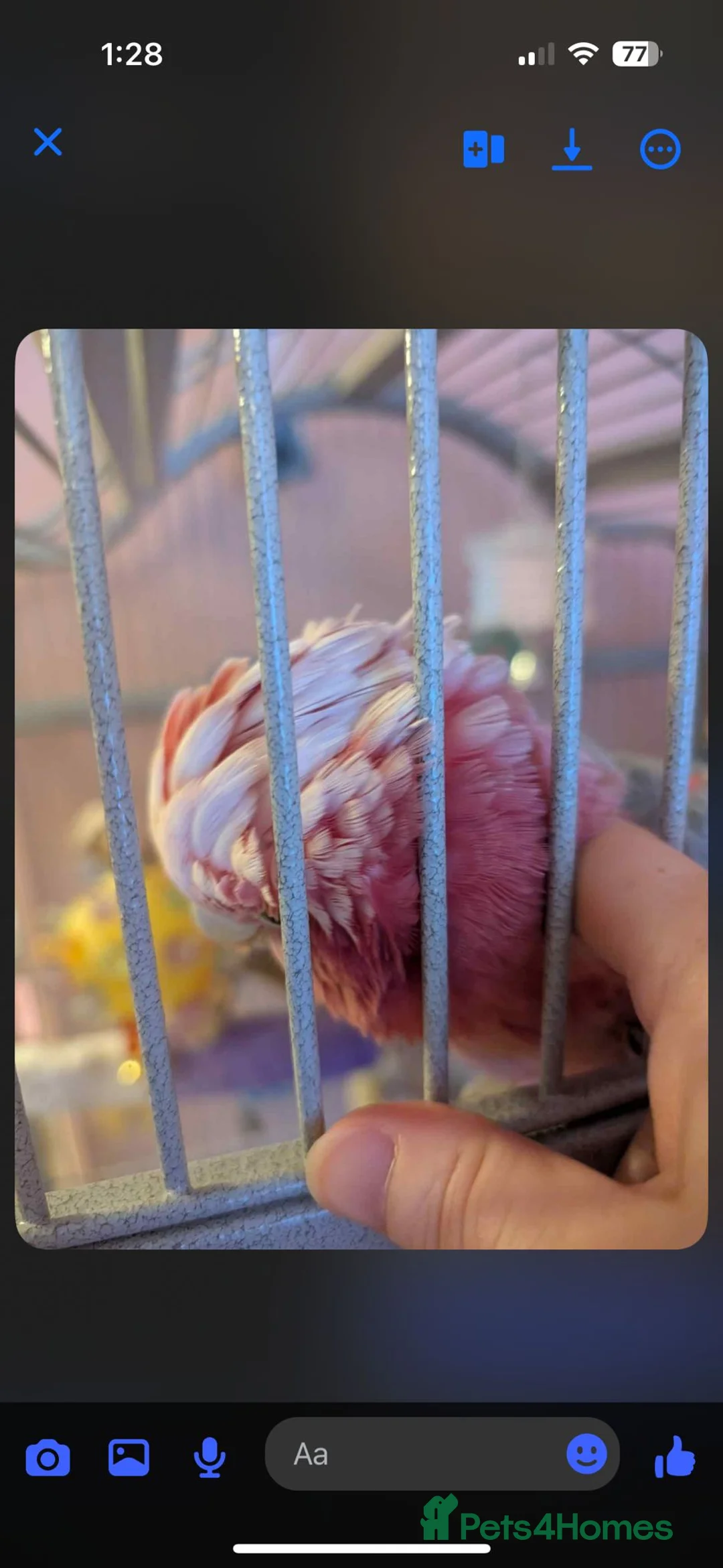 Cockatoo birds for sale: Kenny Friendly Hand Tame Galah - Advert 3