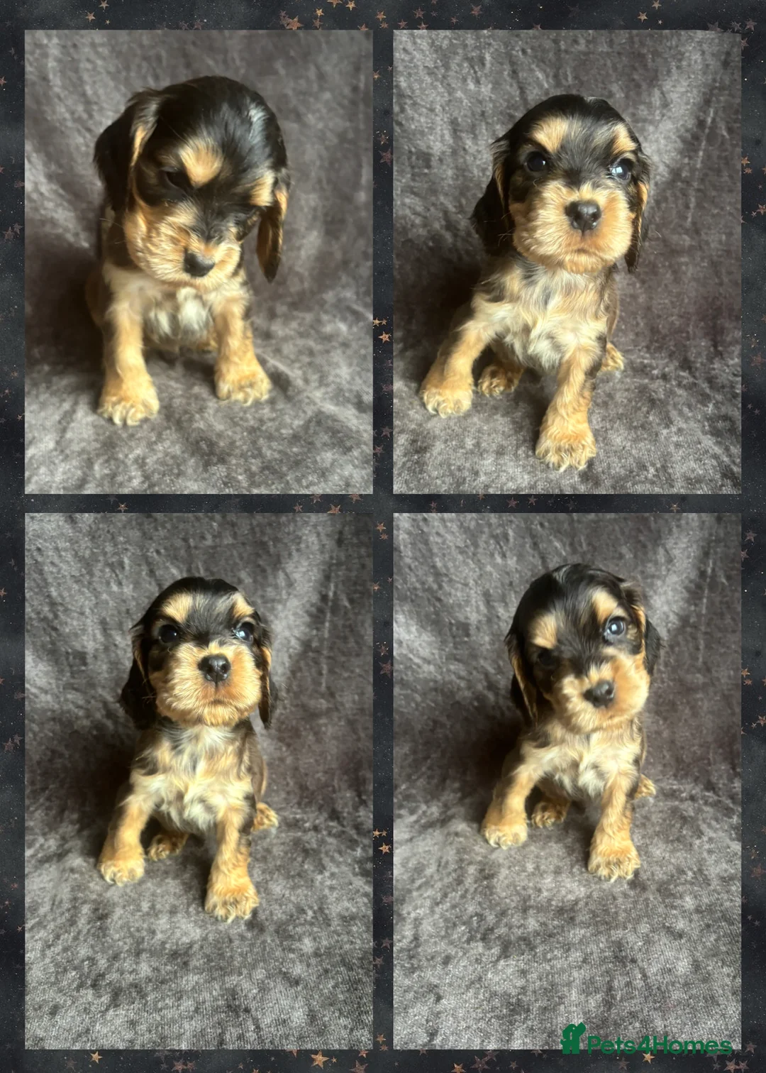 Cocker Spaniel dogs for sale: Gorgeous boy, ready now! KC Cocker Spaniel  - Advert 1