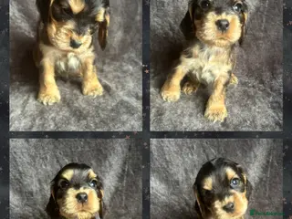 Cocker Spaniel dogs Ready Soon! KC Cocker Spaniel Puppies - Advert 14