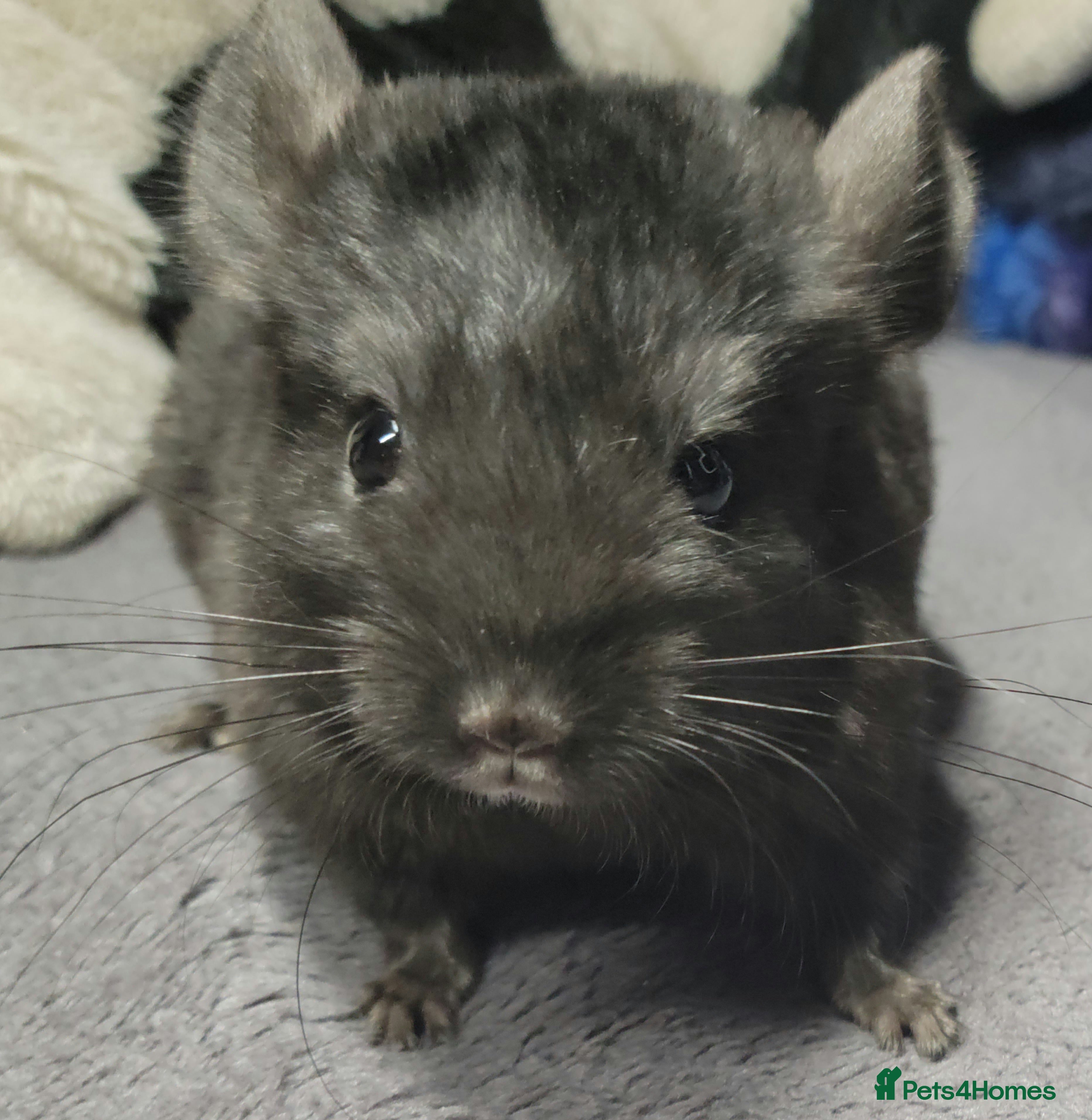 Chinchilla rodents Various baby chinchillas for sale - Advert 11