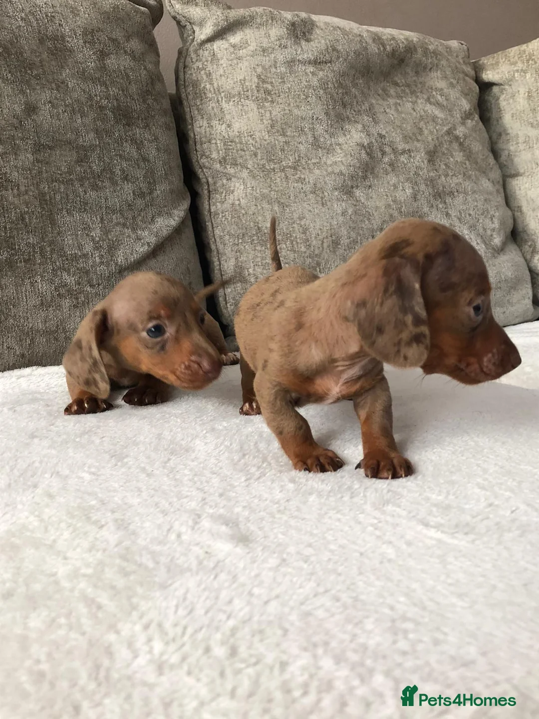 Miniature Dachshund dogs for sale: Miniature dachshund puppies  - Advert 10