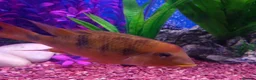 Other/Mixed Breed fish for sale: Manchester Pet's and Aquatics - Full Stock List - Advert 24