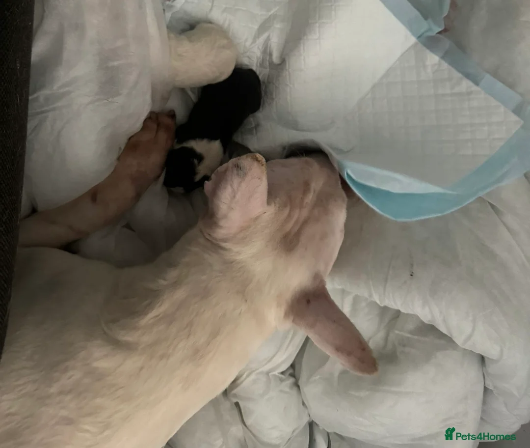 English Bull Terrier dogs for sale: English bull terrier  - Advert 3