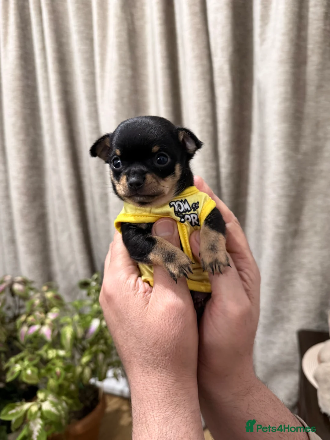 Chihuahua dogs for sale: Super Tiny Flat  **  Chihuahua Puppy  - Advert 2