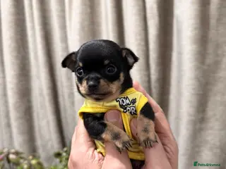 Chihuahua dogs Super Tiny Flat ** Chihuahua Puppy - Advert 15