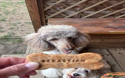 Bernedoodle dogs for sale: F1b St Berdoodle pups expected 15/9 - Image 7