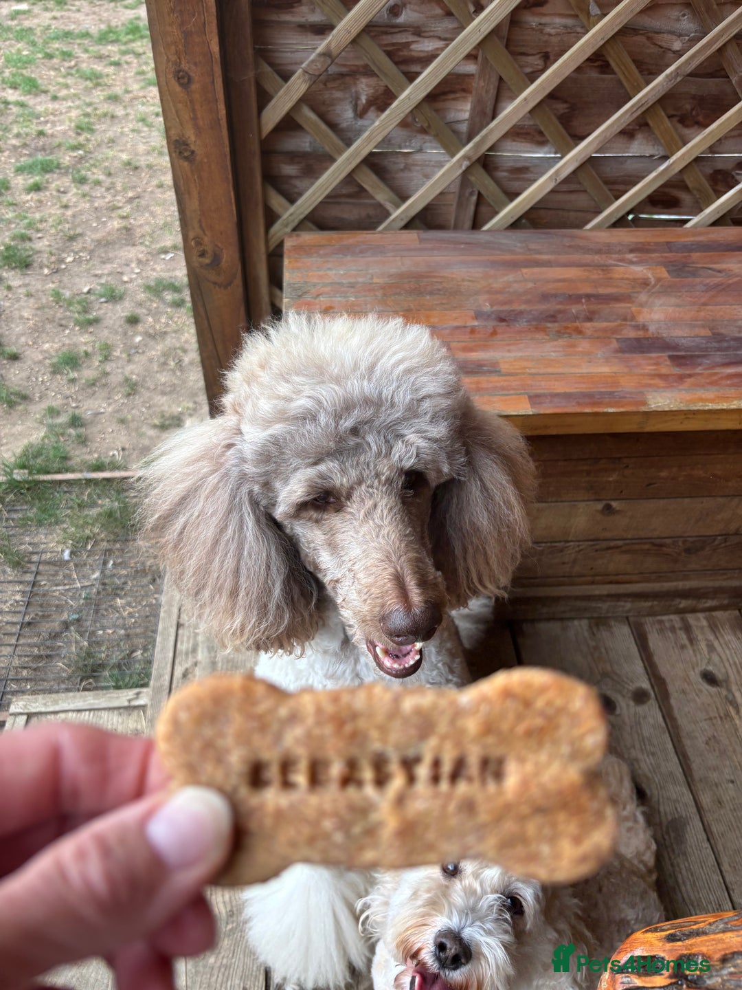 Bernedoodle dogs for sale: F1b St Berdoodle pups expected 15/9 - Image 7
