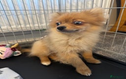 Pomeranian dogs for sale: Pomeranian  - Image 2