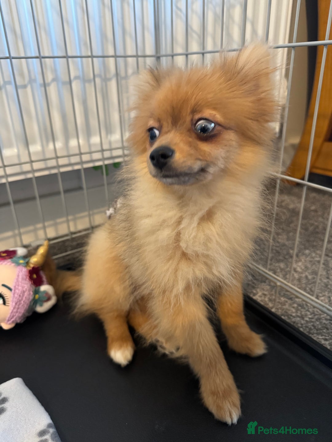 Pomeranian dogs for sale: Pomeranian  - Image 2